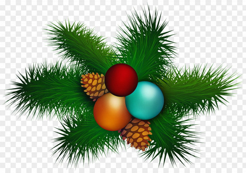 Pine Family Fir Christmas Tree PNG