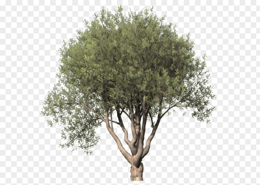 Tree Drawing Trees Populus Alba Plant Clip Art PNG