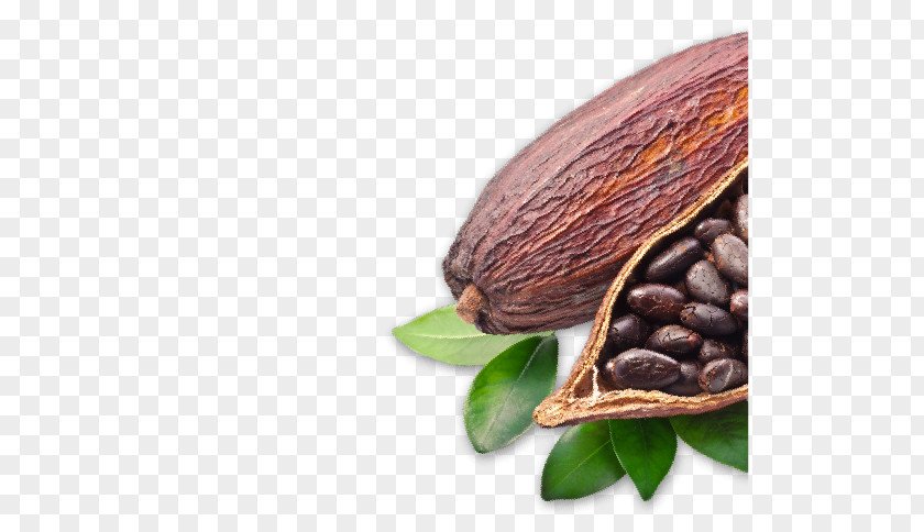 Chocolate Cocoa Bean Criollo Solids Forastero PNG
