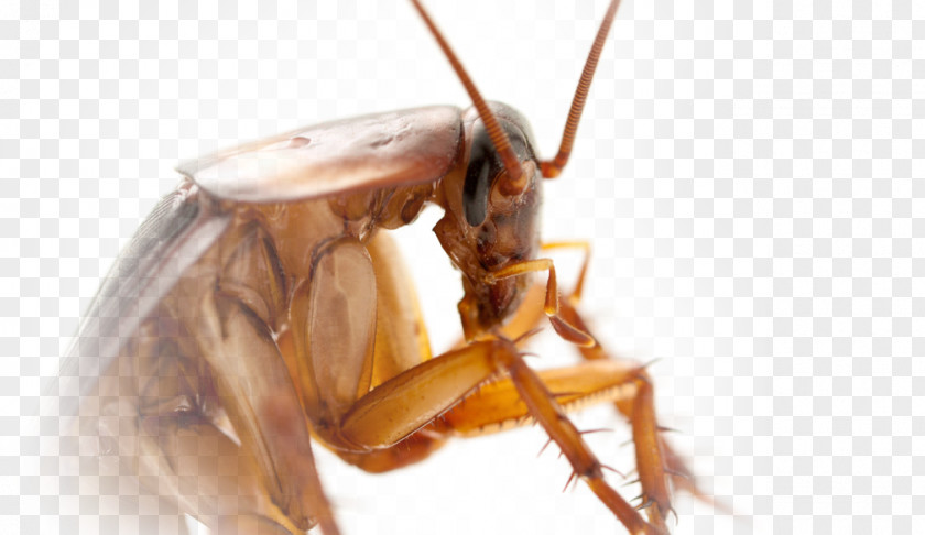 Cockroach Insect Pest Control Termite PNG