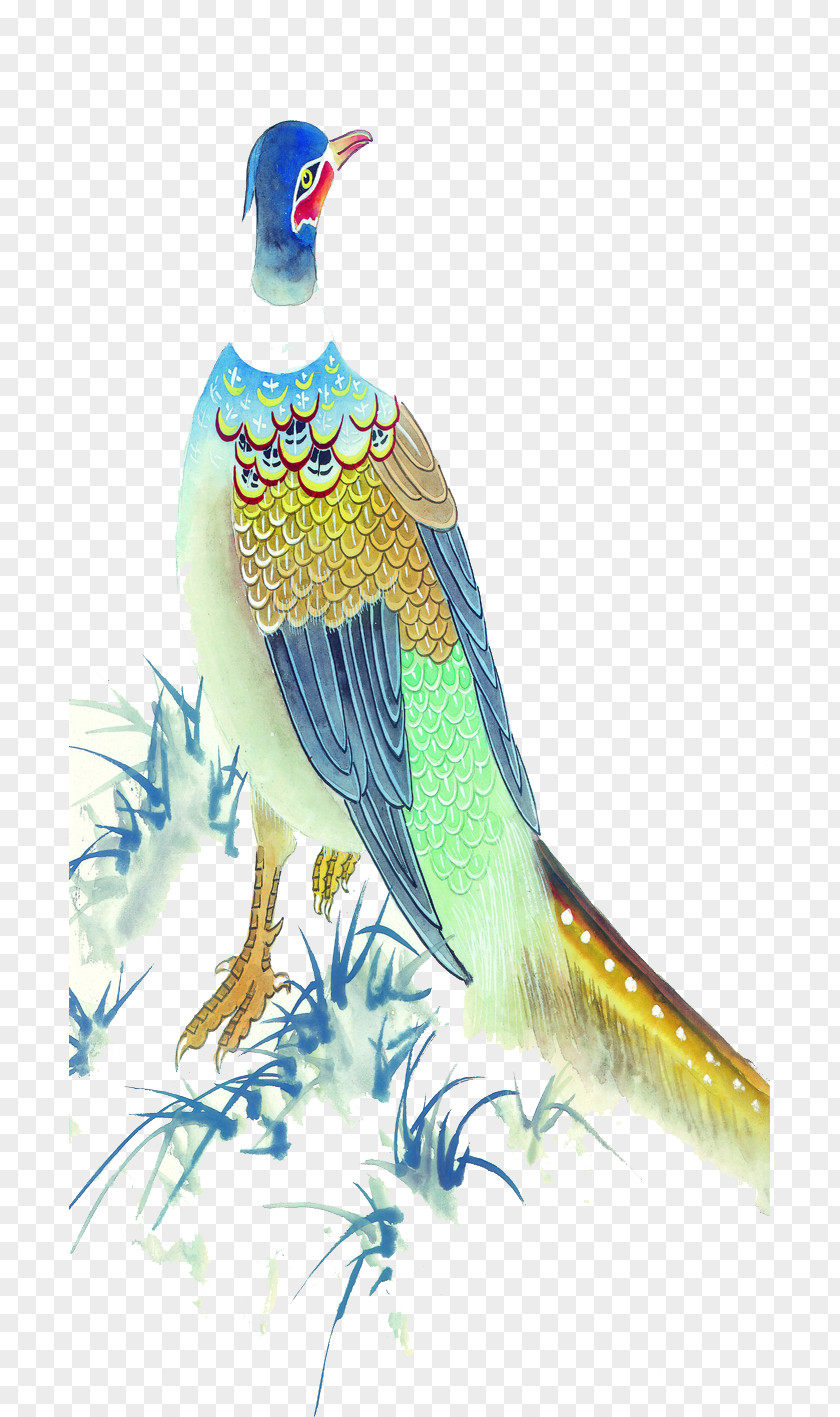 Peacock Peafowl Blue Illustration PNG
