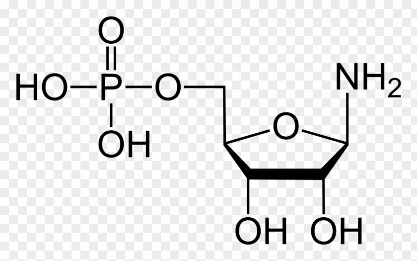 Phosphoribosyl Pyrophosphate Phosphoribosylamine Amidophosphoribosyltransferase Ribose-phosphate Diphosphokinase PNG