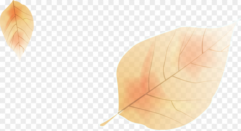 Cartoon Autumn Leaves Leaf Angle PNG