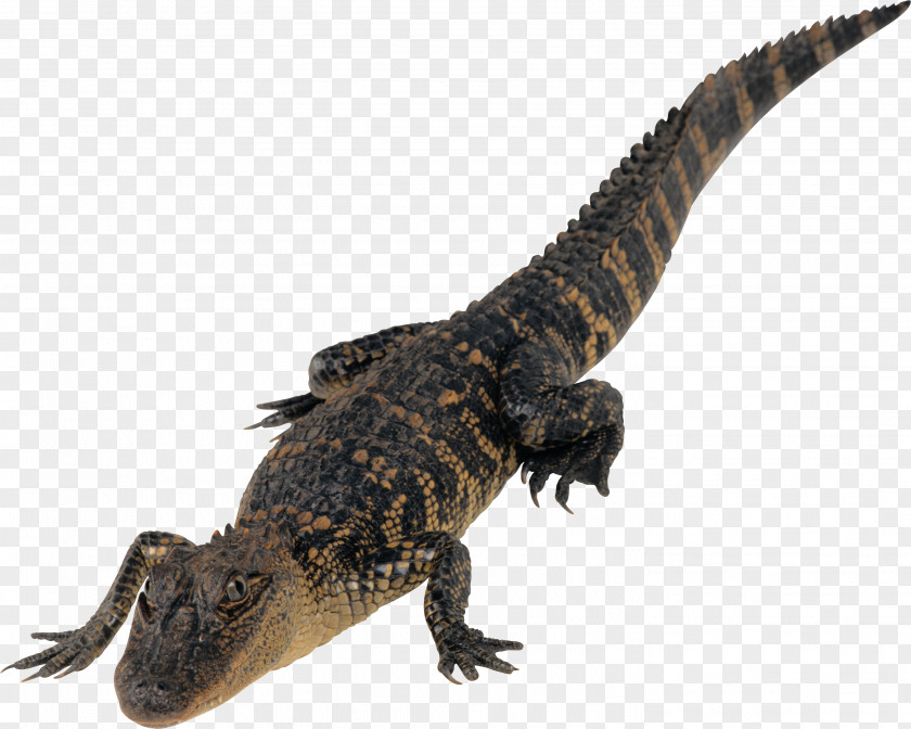 Crocodille Crocodiles Desktop Wallpaper Clip Art PNG