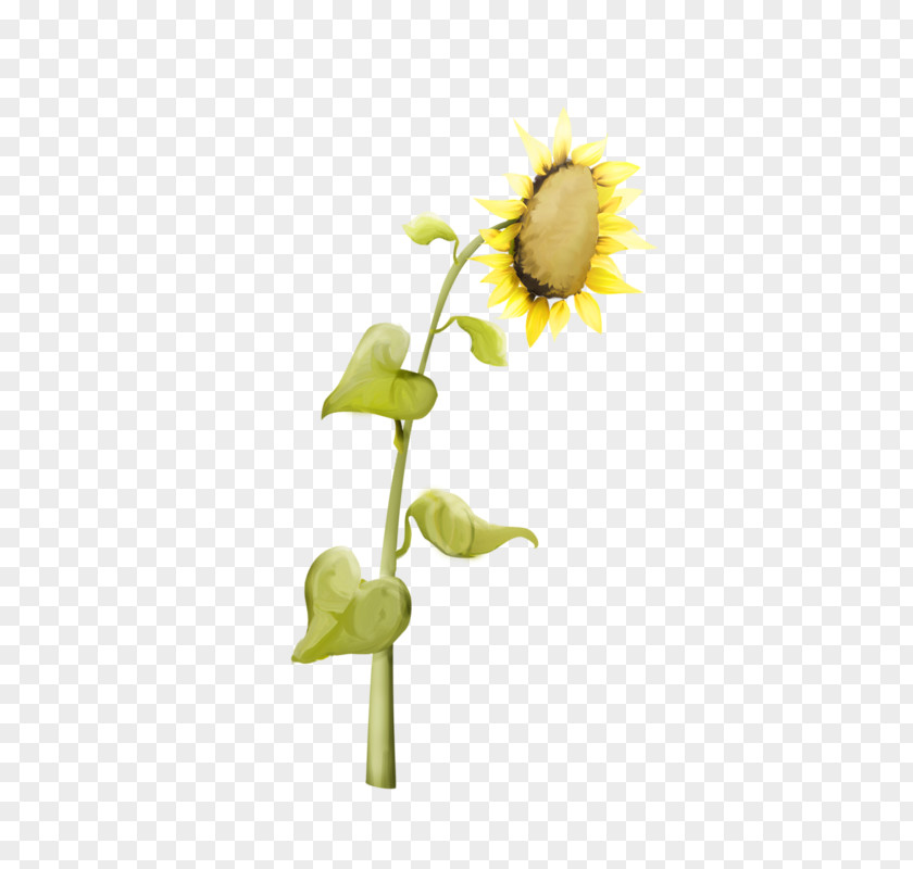 Flower Common Sunflower Daisy Family Perennial Seed PNG