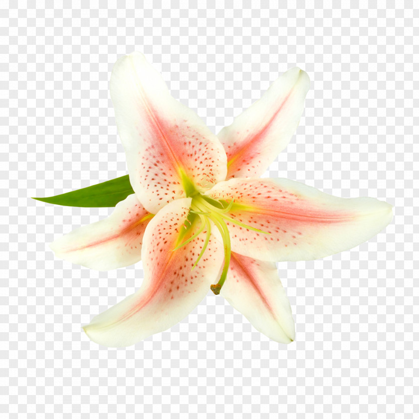 Flowers Cartoon Stock Image,Beautiful Pink Lily Lilium Flower White PNG
