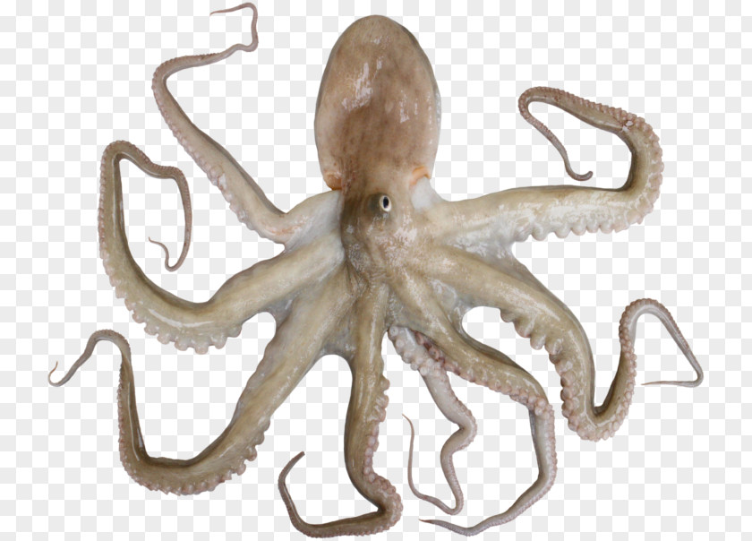 Maruko Octopus Cephalopod Terrestrial Animal PNG