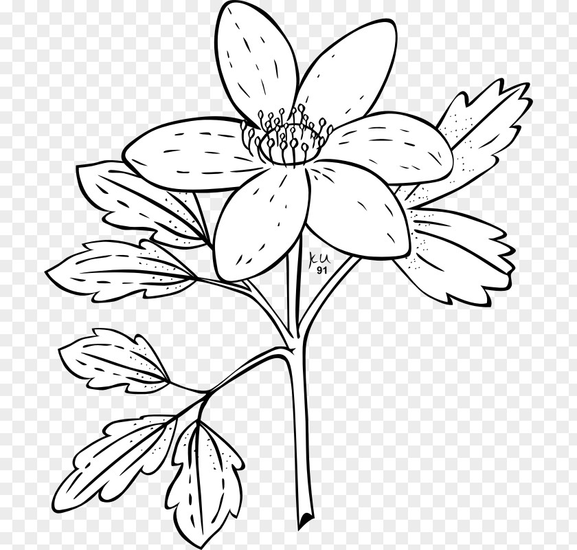 Public Domain Drawings Anemone Nemorosa Canadensis Plant Flower PNG