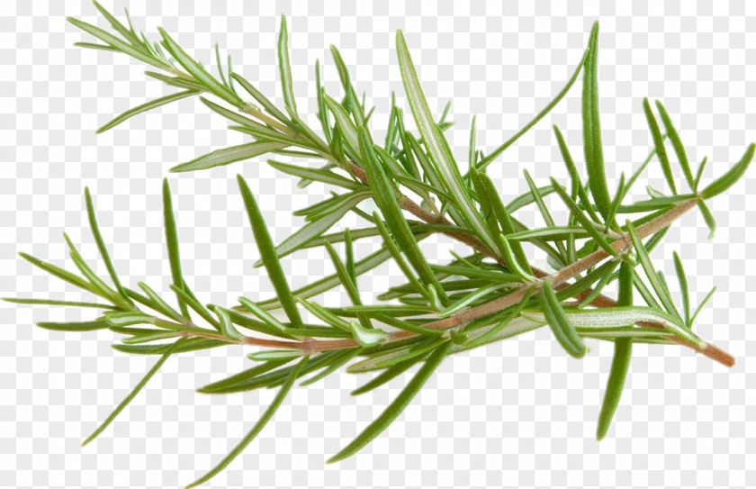 Rosemary Mediterranean Cuisine Raw Foodism Herb Peppermint PNG