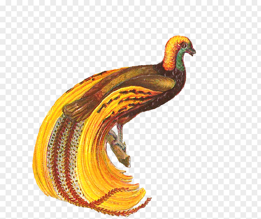 Yellow Drawing Bird PNG