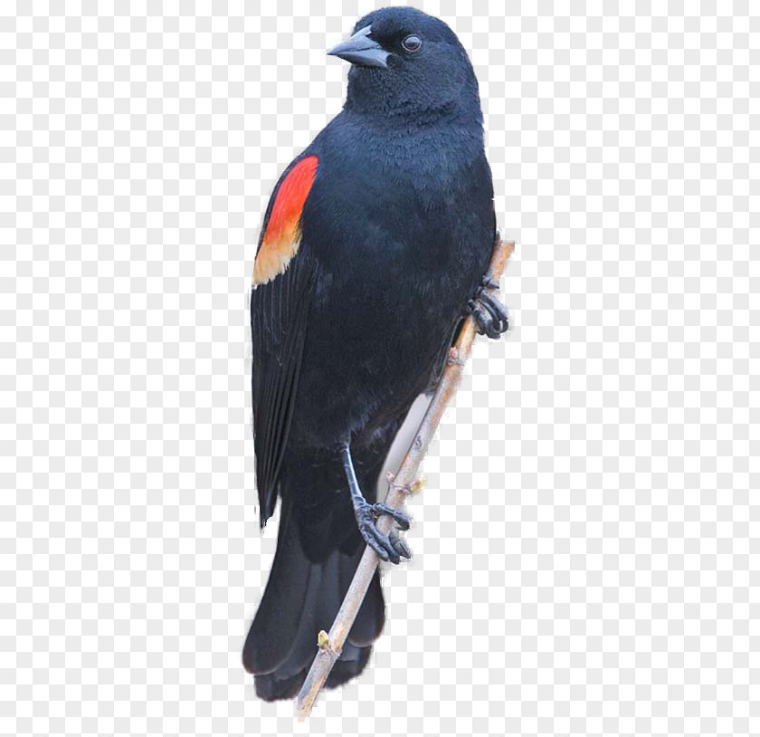 Black Red Background Red-winged Blackbird Clip Art Common Redwing PNG