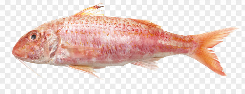 Fish Northern Red Snapper Mullus Surmuletus Barbatus Teleost PNG