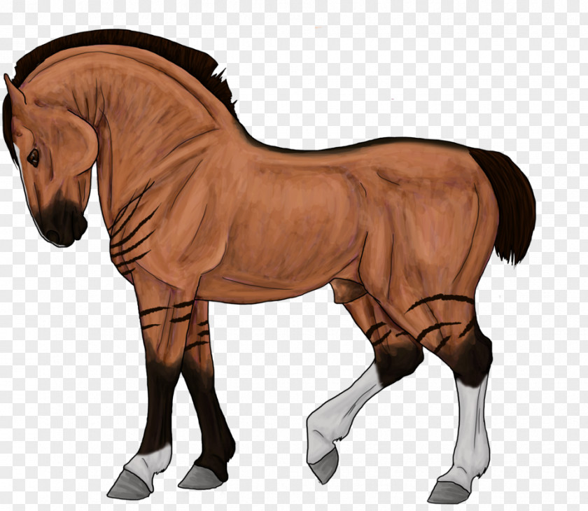 Mustang Foal Stallion Mare Rein PNG