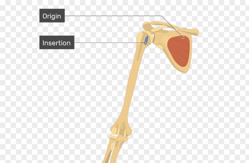 Scapula Shoulder Subscapularis Muscle Origin And Insertion PNG