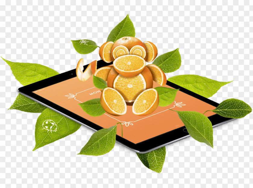 Science Citrus HTTP Cookie Fruit Tree Merienda PNG