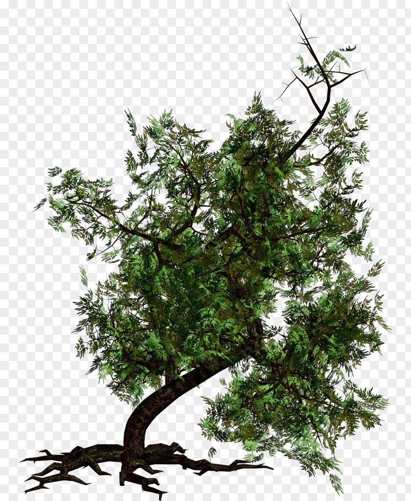 Tree Photography 3D Computer Graphics PNG