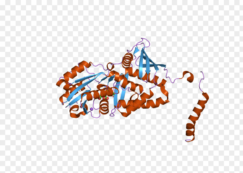 Argininosuccinate Synthetase 1 Synthase Argininosuccinic Acid Enzyme PNG