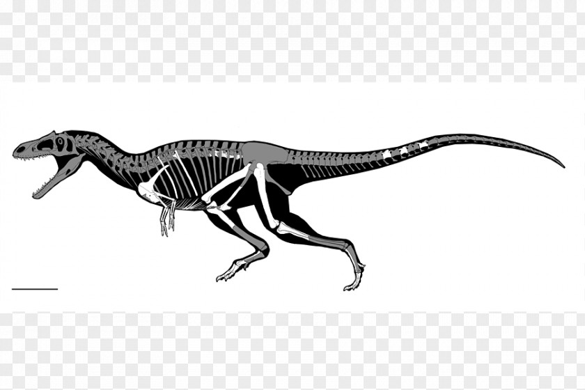 Arm Tyrannosaurus Struthiomimus Dinosaur Size Gualicho Meat-Eating Dinosaurs PNG