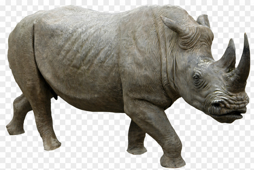 Cartoon Pictures Animal Print,Animal Rhino Rhinoceros Clip Art PNG