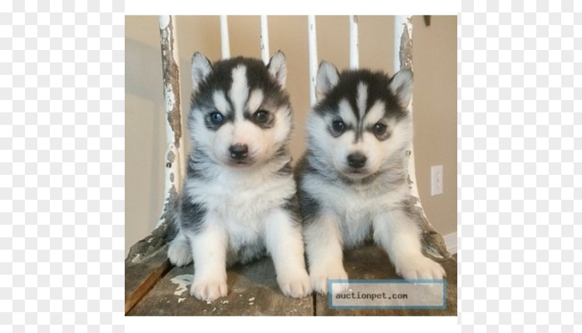 Dog Husky Miniature Siberian Canadian Eskimo Sakhalin Alaskan Malamute PNG