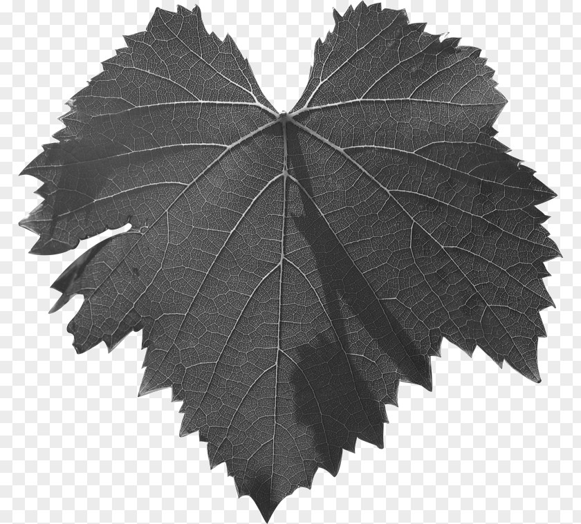 M Common Grape Vine TreePlumett Al52 Leaf Leaves Black & White PNG