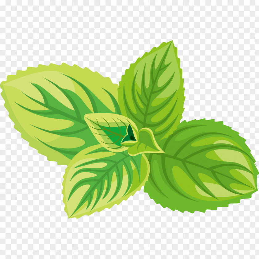 Green Mint Leaf Graphics Herb Sticker Label PNG