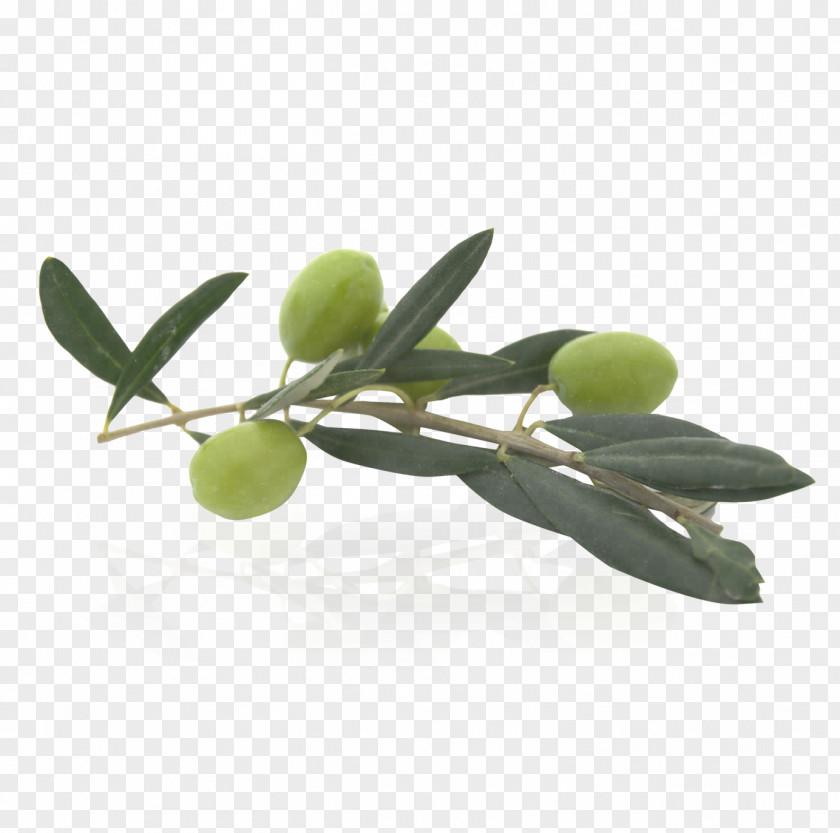 Olive Oil Food PNG