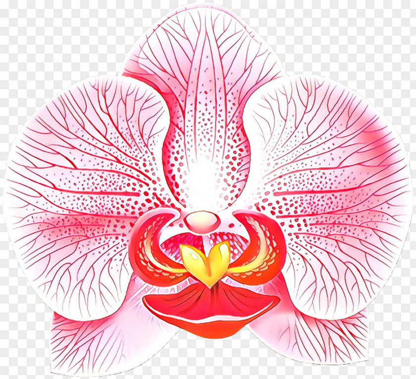 Orchid Magenta Pink Flower Petal Plant Moth PNG