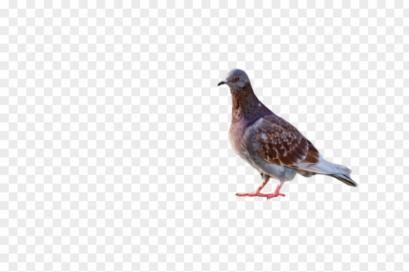 Partridge Pheasant Dove Bird PNG