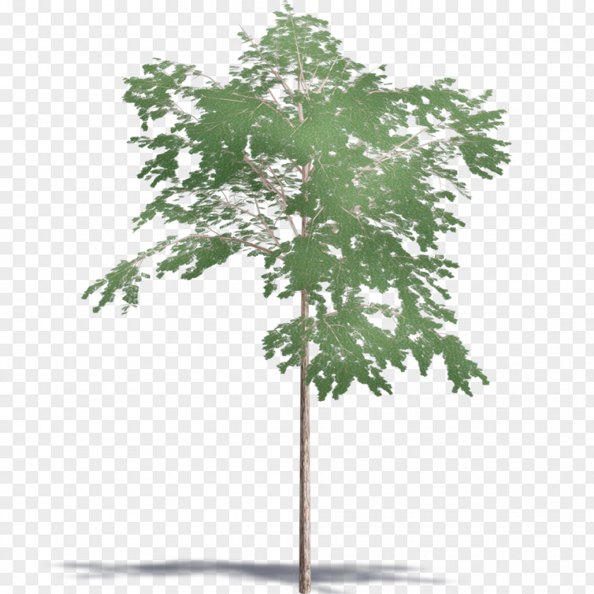 Toona Sinensis Branch Plant Stem Leaf PNG