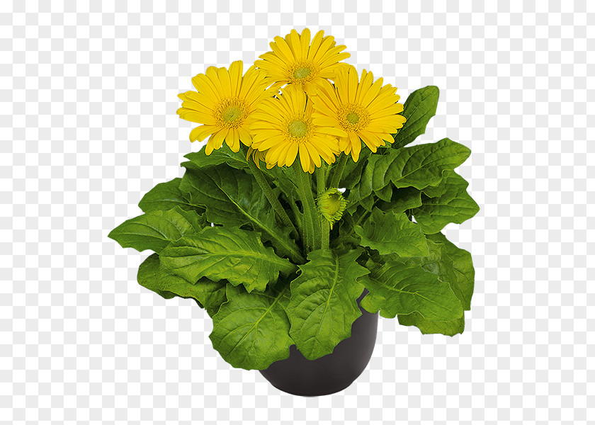 Yellow Shape Transvaal Daisy Chrysanthemum Floristry Cut Flowers Flowerpot PNG