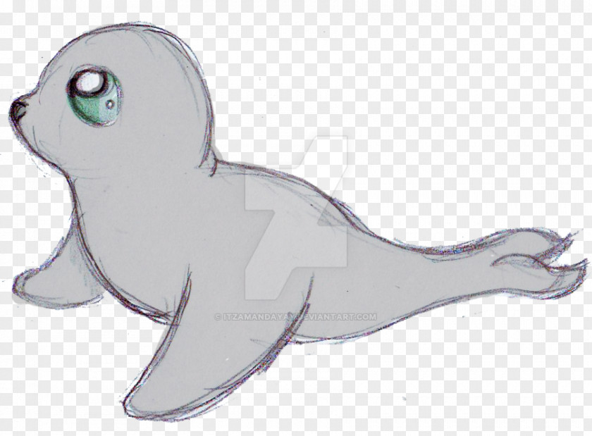 Harbor Seal Pinniped Cartoon Drawing Cuteness Harp PNG