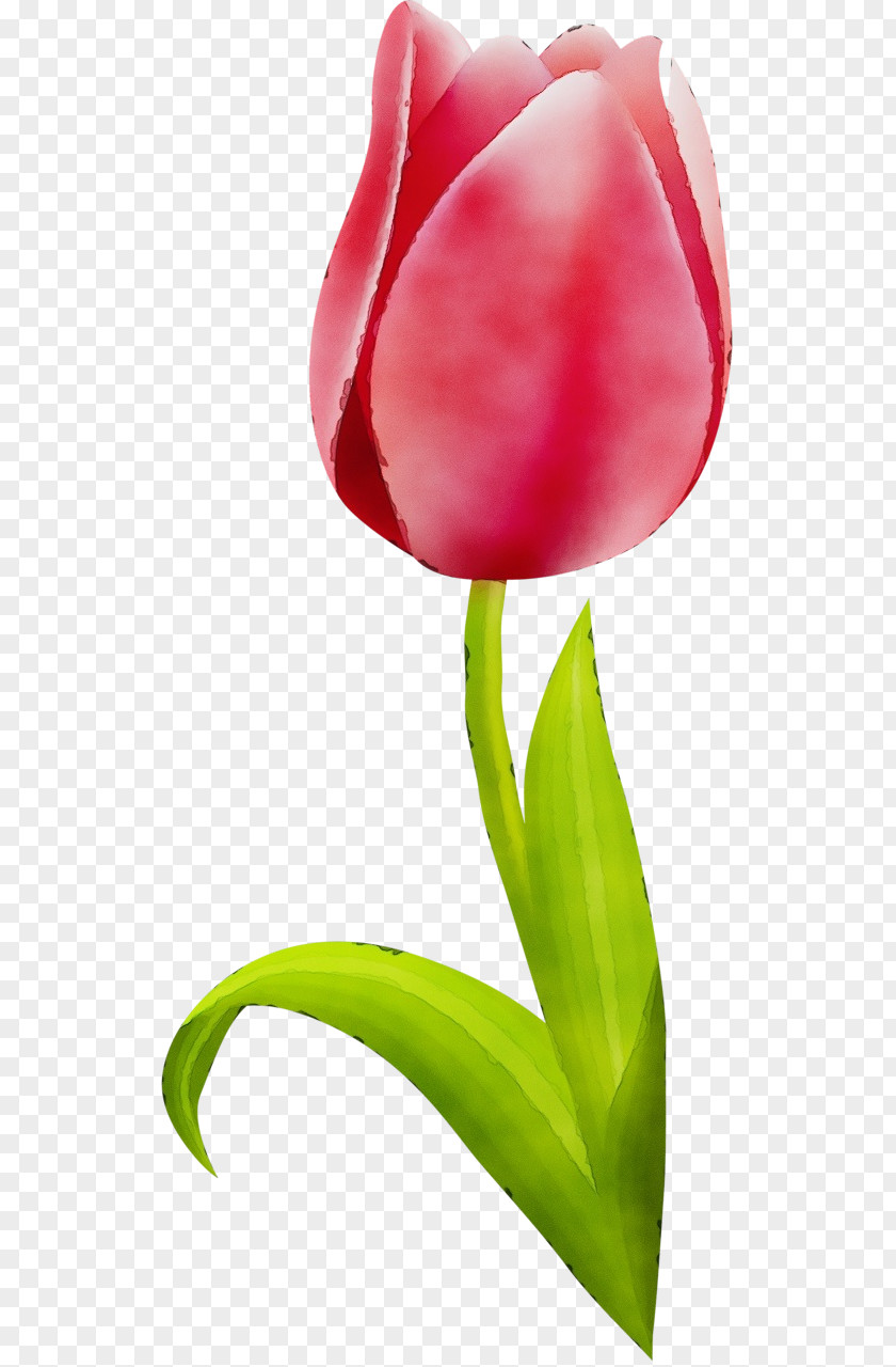 Lily Family Closeup Flower Tulip Petal Red Plant PNG