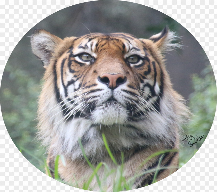 Rare Animal Sumatran Tiger Whiskers Big Cat PNG