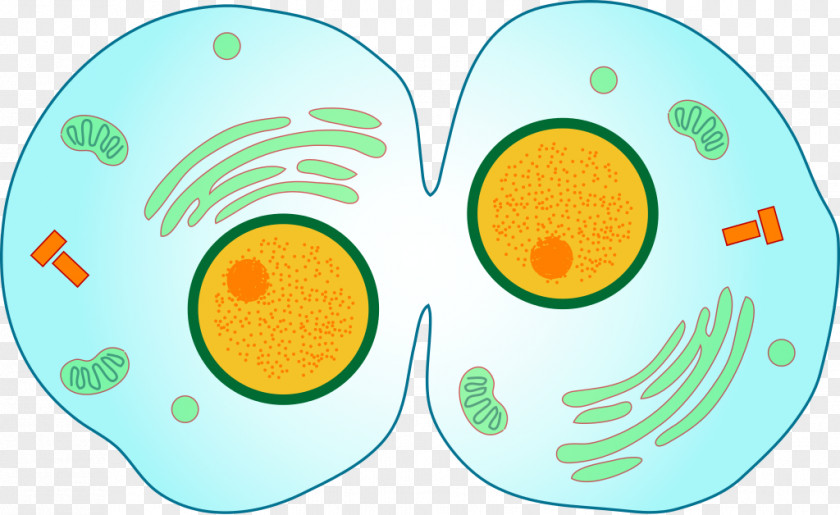 Animal Cells Cytokinesis Mitosis Cell Division Meiosis PNG