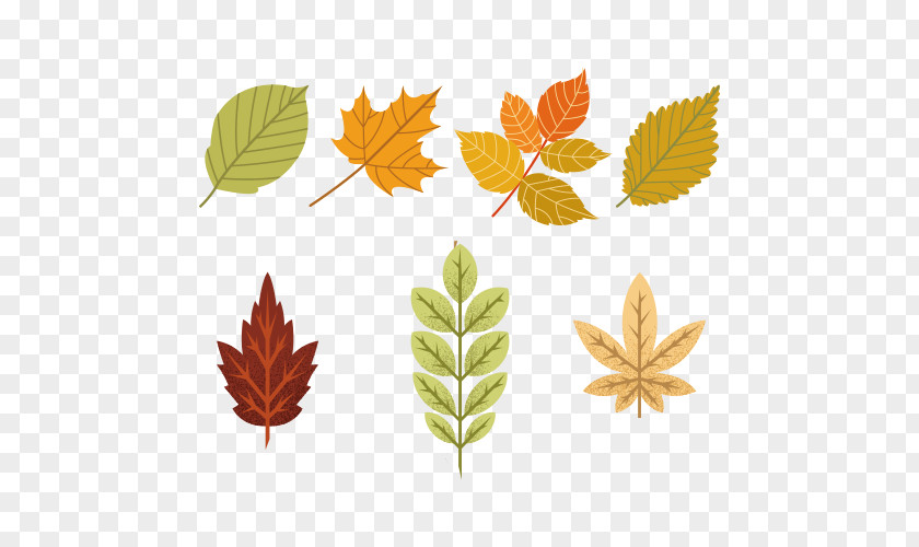 Deciduous Vascular Plant Autumn Leaf Drawing PNG