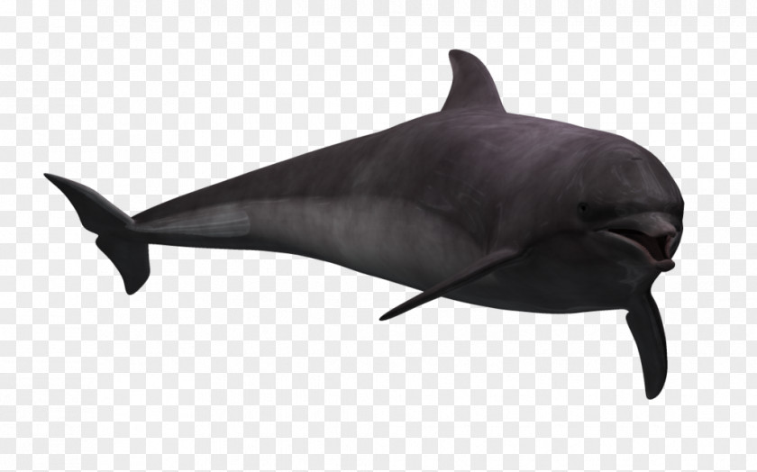 Dolphin Common Bottlenose Rough-toothed Tucuxi Porpoise PNG
