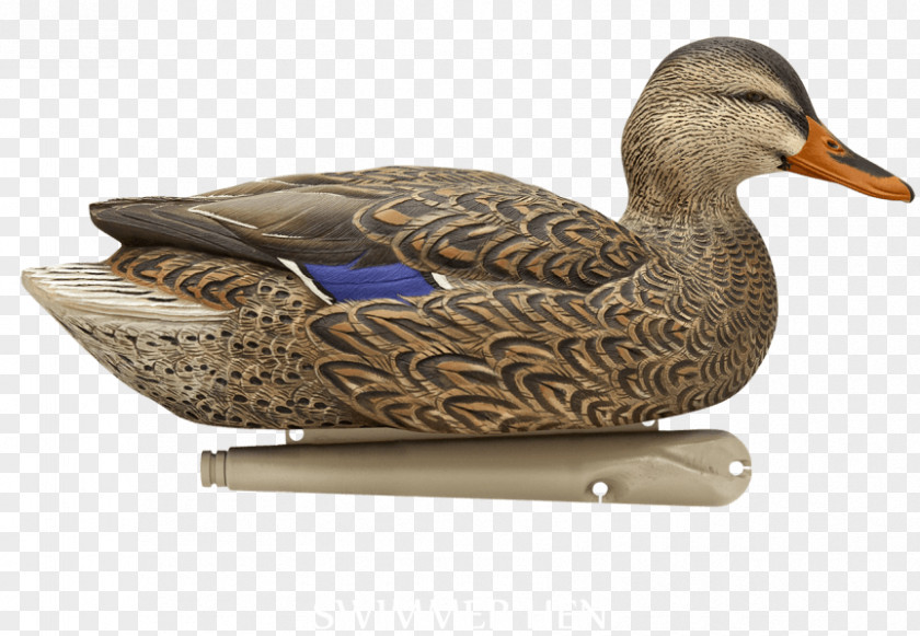 Hen Mallard Duck Decoy Open Water PNG