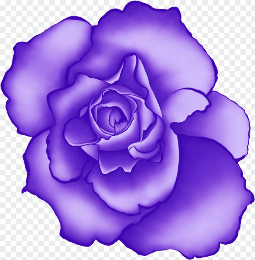 Lilac Beach Rose Flower Blue Rosaceae PNG