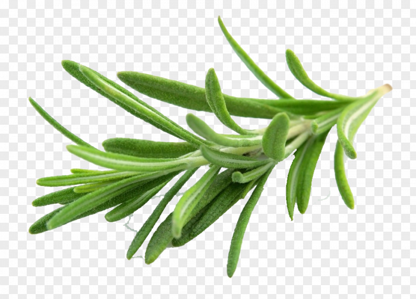Oil Herb Food Aromatherapy Ingredient PNG