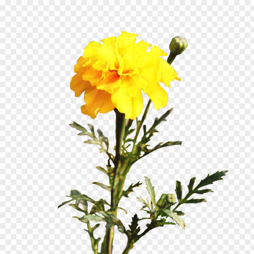 Pot Marigold Cut Flowers Plants Plant Stem PNG