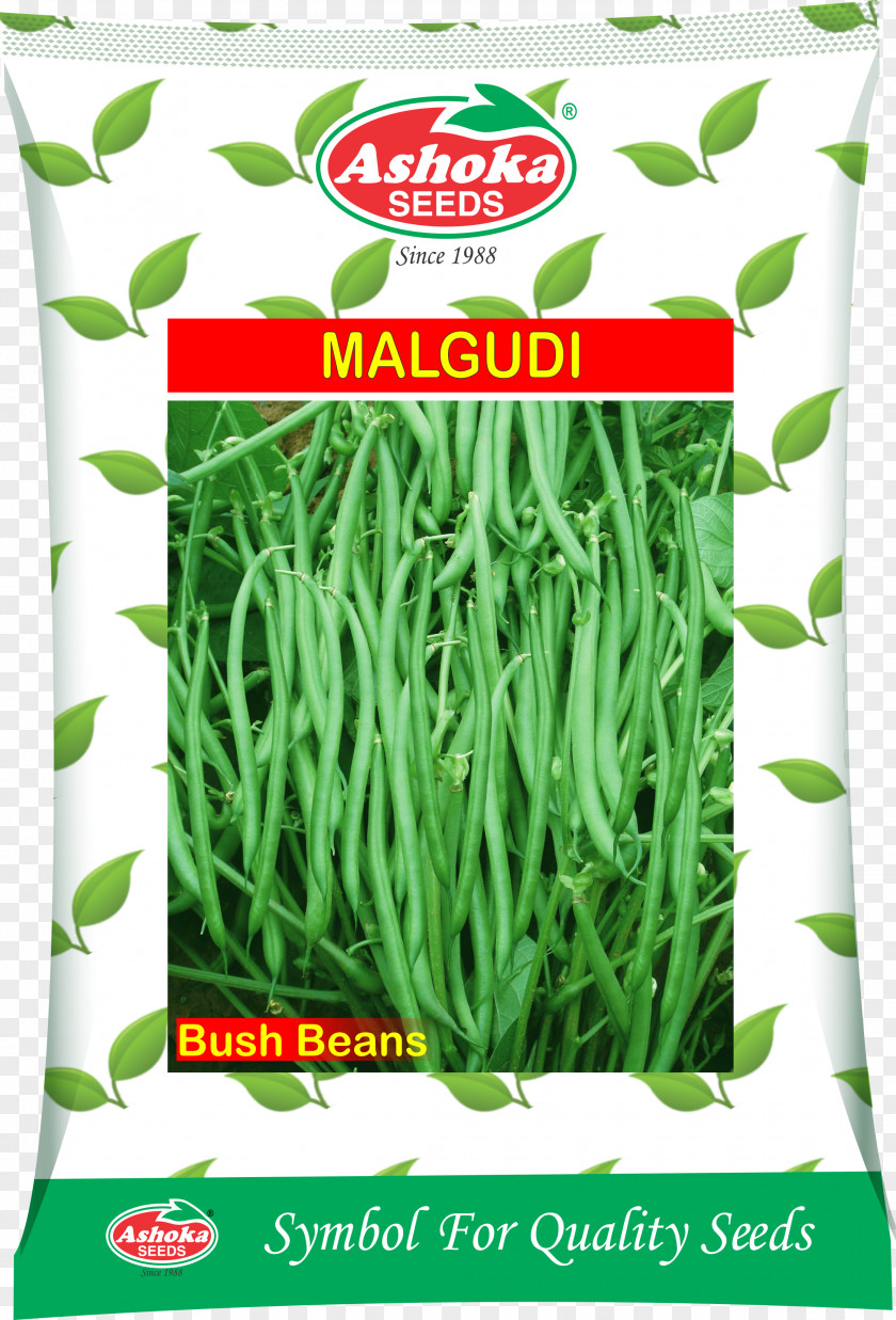 Vegetable Ashoka Farm Aids Herb Common Bean Seed PNG