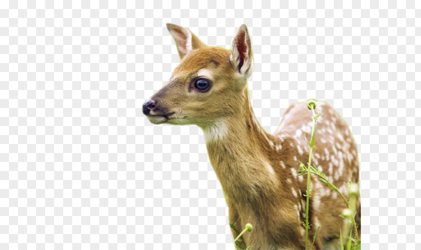 Deer Desktop Wallpaper Animal Cat Tiger PNG