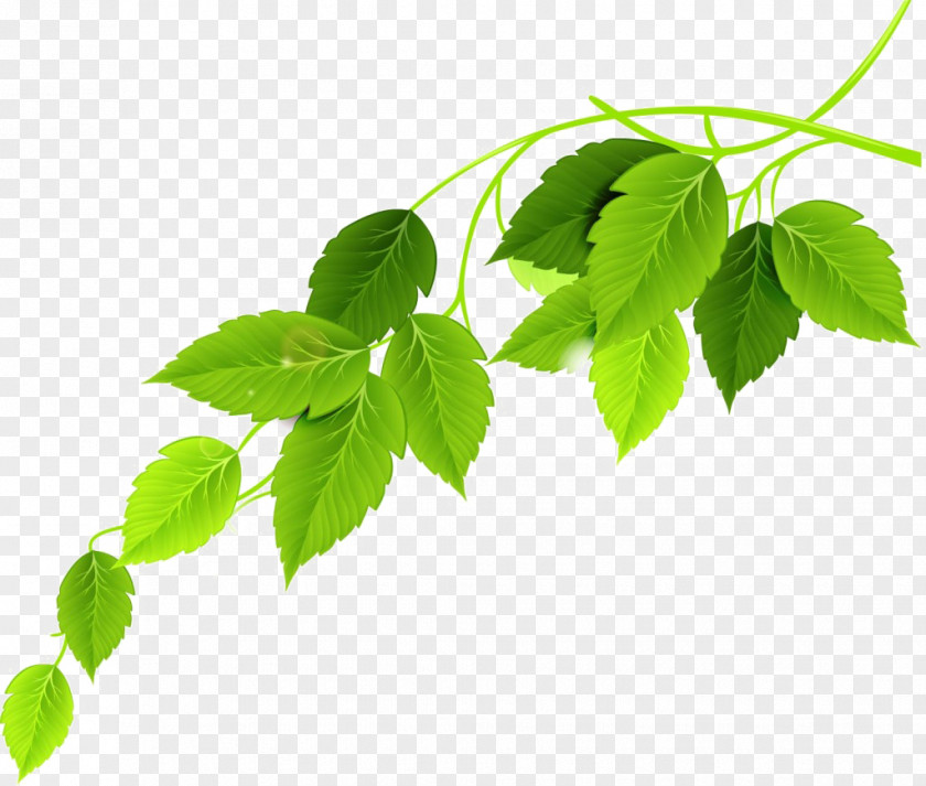 Green Leaf PNG