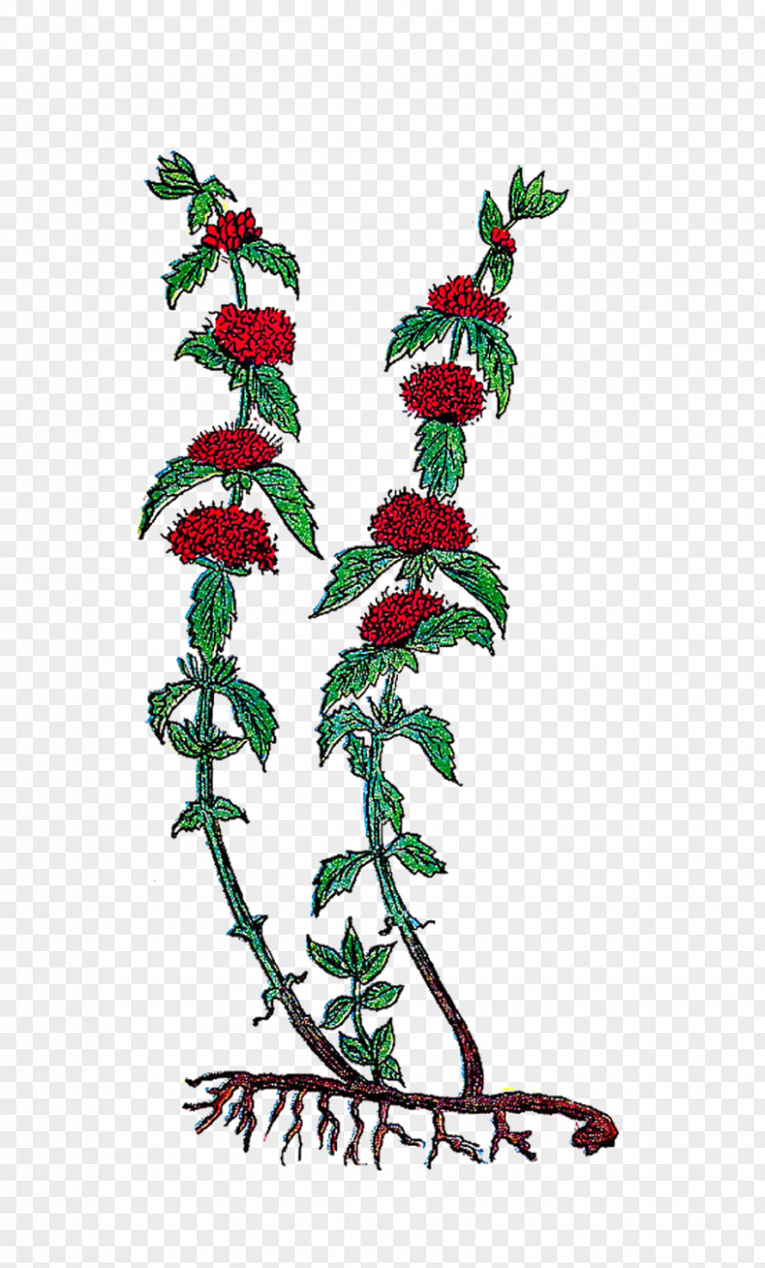 Hand Painted Flowers Holly Christmas Decoration Tree Aquifoliales PNG