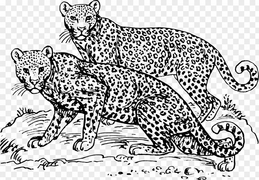 Leopards Cheetah Felidae Snow Leopard Clip Art PNG