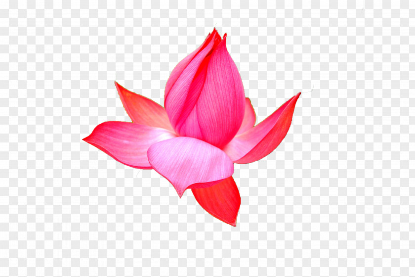 Lotus Red Nelumbo Nucifera PNG