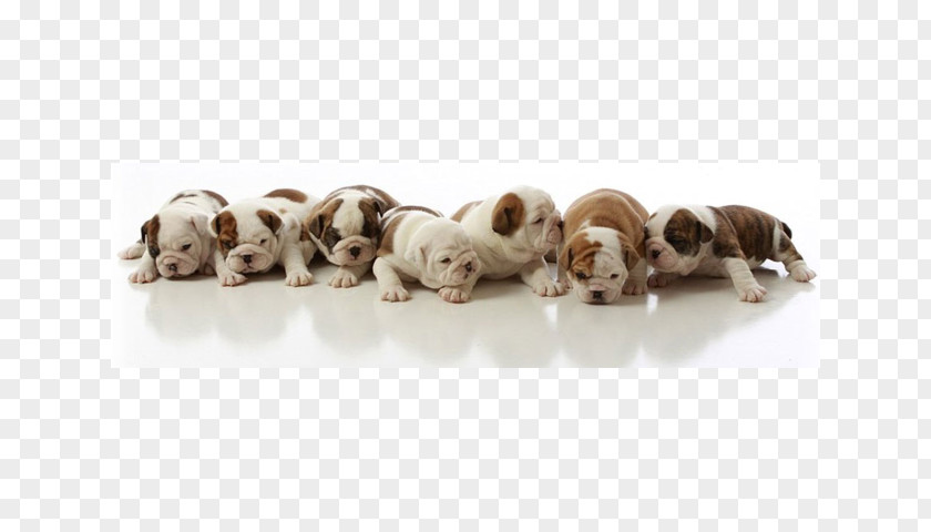 United States Twentydollar Bill Dog Breed Puppy French Bulldog Boxer PNG