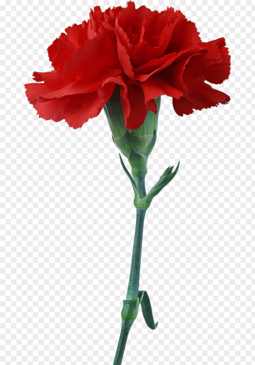CARNATION Carnation Cut Flowers Red Photography PNG