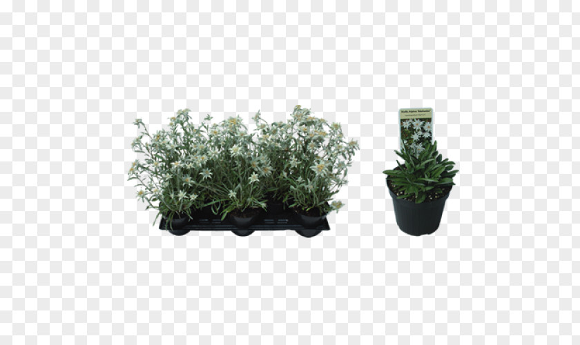Herb Subshrub Flowerpot PNG